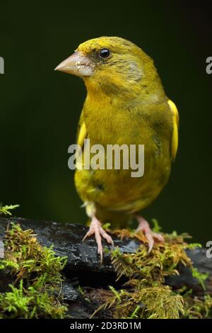Adulto maschio europeo Greefinch ( chloris chloris ) su muschio che mostra luminoso e colorato piumaggio, Galles 2020 Foto Stock