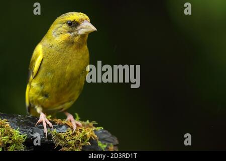 Adulto maschio europeo Greefinch ( chloris chloris ) su muschio che mostra luminoso e colorato piumaggio, Galles 2020 Foto Stock