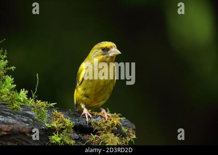 Adulto maschio europeo Greefinch ( chloris chloris ) su muschio che mostra luminoso e colorato piumaggio, Galles 2020 Foto Stock
