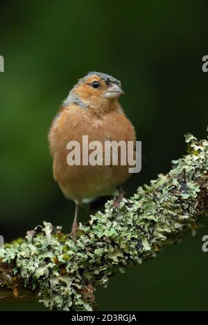 Summer plumage maschio Chaffinch comune ( Fringilla coelebs ) Sul ramo licheni e mussosi Galles 2020 Foto Stock