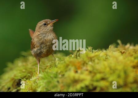 Winter Wren ( Troglodytes troglodytes ) Alimentazione nel bosco Galles 2020 Foto Stock