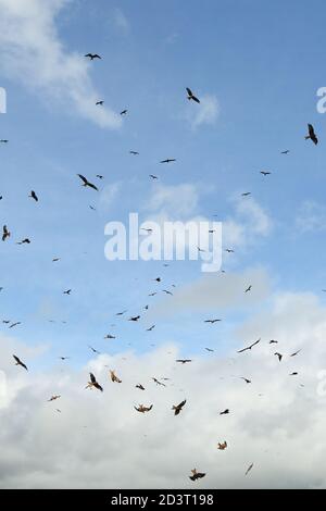 Grande gregge di Red Kites ( Milvus milvus ) cerchio e sorvola Gitrin fattoria stazione di alimentazione in Galles, mostrando immersione e comportamento circling. Foto Stock