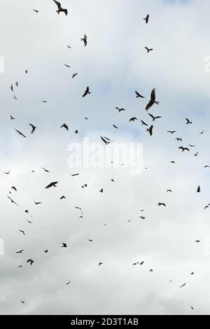 Grande gregge di Red Kites ( Milvus milvus ) cerchio e sorvola Gitrin fattoria stazione di alimentazione in Galles, mostrando immersione e comportamento circling. Foto Stock