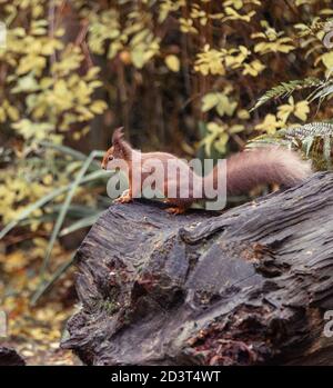 Giovane scoiattolo rosso su Balmoral Estate // © Amy Muir Foto Stock