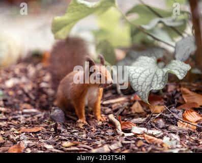 Giovane scoiattolo rosso su Balmoral Estate // © Amy Muir Foto Stock