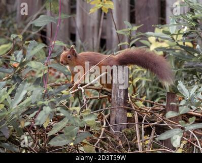 Giovane scoiattolo rosso su Balmoral Estate // © Amy Muir Foto Stock