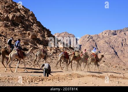 Gli uomini arabi locali viaggiano in cammelli nel deserto del Sinai vicino al Monastero di Santa Caterina Foto Stock