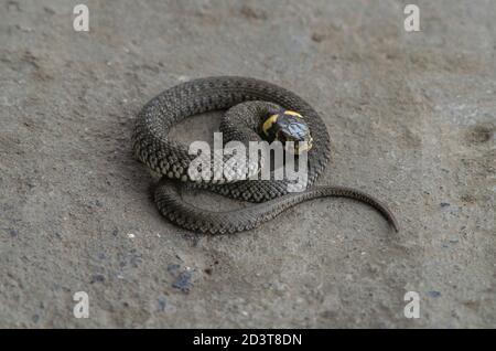 Serpente d'erba, serpente giovane arricciato su una pietra - Natrix natrix, serpente ad anello o serpente d'acqua - percorso di lavoro isolato Foto Stock