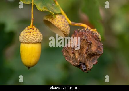 La galla di Knopper causata dalla gall wasp Andricus quercuscalicis su quercia pendunculate con un orecchino comune (Forficula auricularia), Regno Unito Foto Stock