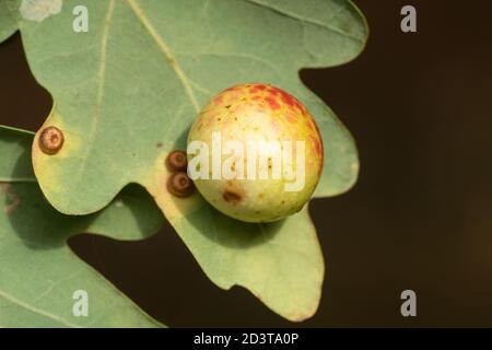 Calice di ciliegio sul lato inferiore di una foglia di quercia inglese causata dalla balestra Cynips quercusfolii, UK Foto Stock