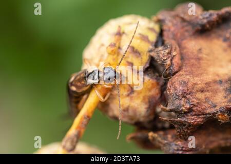 Orecchini comuni (FORficula auricularia) su un gall knopper di quercia, UK Foto Stock