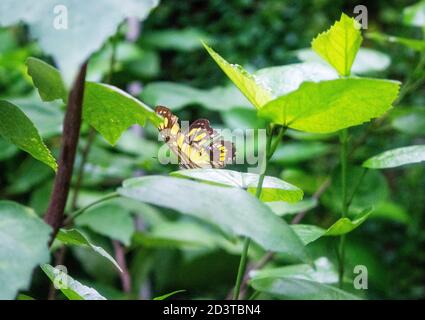 Una farfalla monarca o semplicemente monarca, Danaus plexippus, è una farfalla di alghe della famiglia Nymphalidae Foto Stock