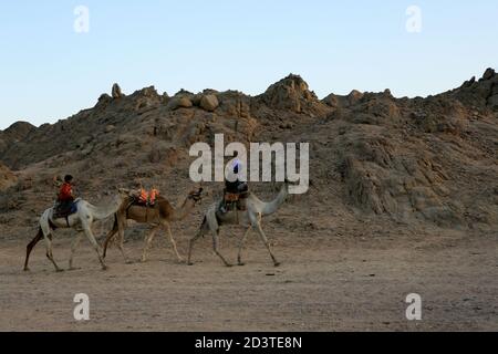 Uomo arabo locale con un figlio viaggia a cavallo cammelli Nel deserto del Sinai Foto Stock