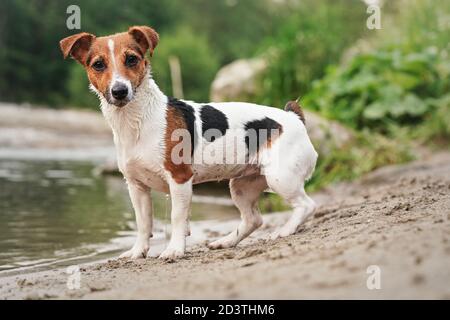 Piccolo Jack Russell terrier in piedi sulla spiaggia sabbiosa vicino al fiume, guardando in macchina fotografica attentamente Foto Stock