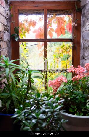 Vista di houseplants all'interno della casa aloe vera rosa geranio crassula jade pianta guardando attraverso la finestra a foglie rosse di Virginia superriduttore UK KATHY DEWITT Foto Stock