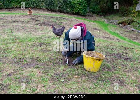 Donna scavando buco in prato con cazzuola per trapianto piante di wildflower per creare un prato in un giardino di campagna In autunno Galles Regno Unito KATHY DEWITT Foto Stock