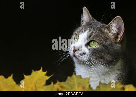 Un primo piano di un gatto con occhi verdi, giocando in foglie d'autunno. Foto di alta qualità Foto Stock