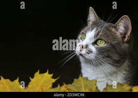 Un primo piano di un gatto con occhi verdi, giocando in foglie d'autunno. Foto di alta qualità Foto Stock