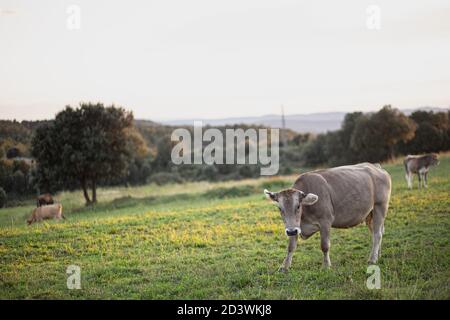 Mucca marrone che pascolano su un prato verde erba Foto Stock