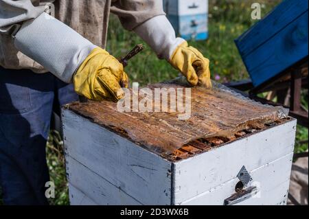 L'apicoltore apre la copertura dell'apicoltura per togliere il miele esso Foto Stock
