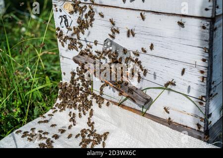 Primo piano dell'ape. Api all'alveare dell'ape. Sciame di api Foto Stock