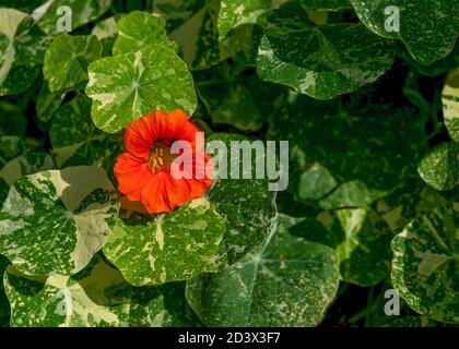 splendida pianta di nasturzio con fiore rosso arancio brillante su a. summers day shot per spazio di copia o sovrapposizione di testo su sfondo verde frondoso Foto Stock