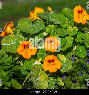 Bella pianta di nasturzio con fiori rosso arancio brillante su un summers day shot per spazio di copia o sovrapposizione di testo su sfondo verde frondoso Foto Stock