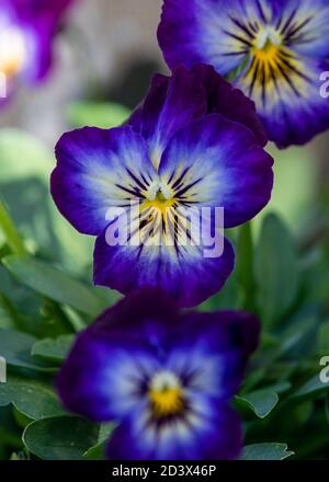 viola verticale pianta fuoco su fiore principale luminoso giorno di sole sfondo sfocato per l'annuncio dello spazio di copia e del testo sopra lay Foto Stock