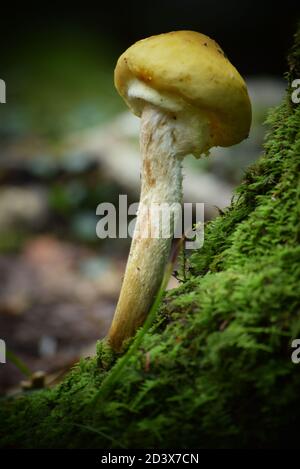 Closeup di piccolo fungo bianco e arancio che cresce accanto a. tronco di albero mussoso con sfondo naturale sbiadito Foto Stock