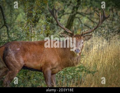 Allerta 14 punto rosso cervo stag imperiale con la sua testa girata guardando direttamente la fotocamera Foto Stock