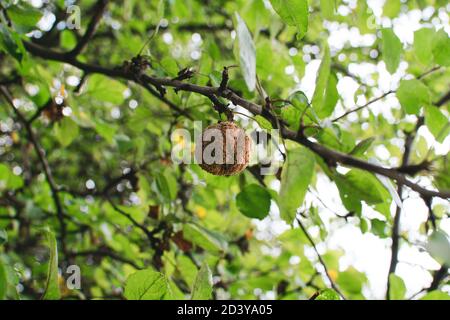 una mela brutta marcio marrone appesa su un ramo Foto Stock