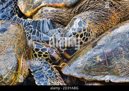 Due tartarughe marine verdi che riposano sulla riva si dirigano verso Maui. Foto Stock