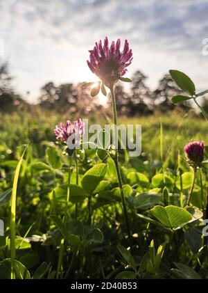 Fiori di trifoglio in fiore in un prato. Foto Stock