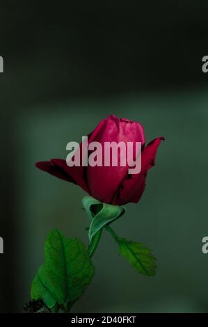 Primo piano di un germoglio di rose rosse isolato su sfondo verde e spazio di copia Foto Stock