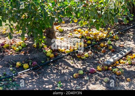 Le mele autunnali caduti marcarono a terra sotto l'albero di mele durante il tempo di raccolto in un frutteto commerciale Foto Stock