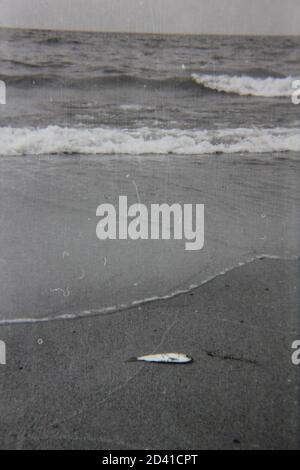 Bella fotografia in bianco e nero degli anni '70 di pesci morti adagiato sulla spiaggia di sabbia. Foto Stock