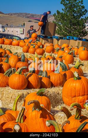 I coltivatori scaricano le zucche fresche di Halloween per la vendita alla loro esposizione stradale in Castle Rock Colorado Stati Uniti. Foto scattata a ottobre 2020. Foto Stock