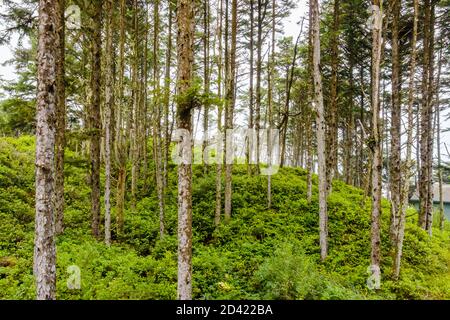 Oregon, Costa vicino a Seal Rock, Stand of Trees Foto Stock