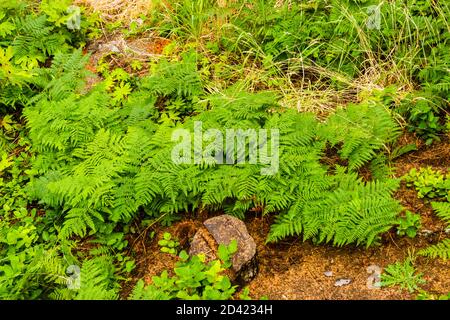 Oregon, Costa vicino a Seal Rock, Ferns Foto Stock