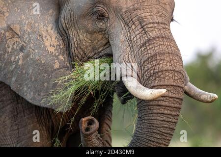 Primo piano sul viso dell'elefante mangiare erba verde a Kruger In Sud Africa Foto Stock