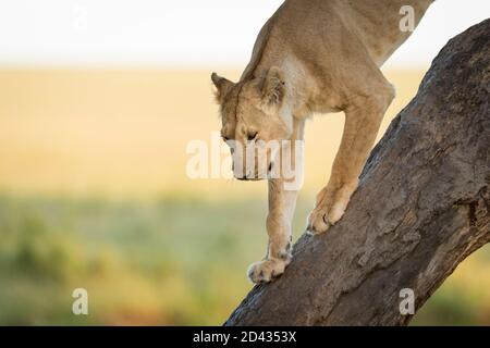 Ritratto orizzontale di una leonessa che scende un albero dentro Masai Mara in Kenya Foto Stock