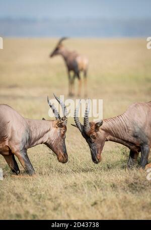 Ritratto verticale di due topi antilopi che combattono nelle pianure d'erba Di Masai Mara in Kenya Foto Stock