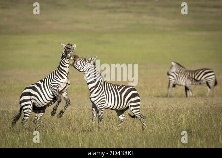Due zebre combattono e si mordono alla luce del sole del mattino Nelle pianure erbose della Riserva Nazionale Masai Mara in Kenya Foto Stock