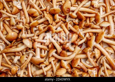 Un sacco di funghi di Miele nordici commestibili marroni su un tavolo di legno. Armillaria mellea Foto Stock