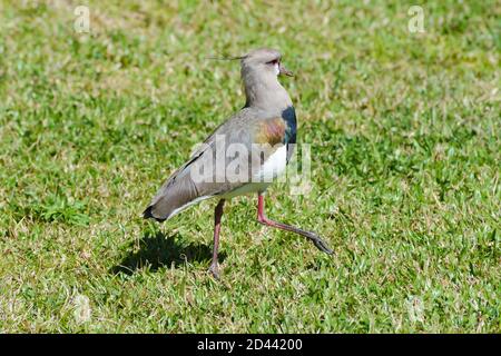 Fazzolettino da laping meridionale (Vanellus chilensis), uno dei simboli dello stato brasiliano Rio Grande do sul e uccello nazionale dell'Uruguay. Foto Stock