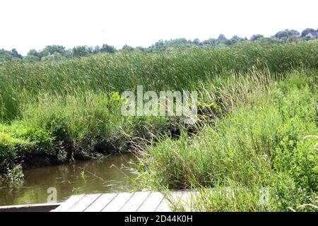 Paesaggio di una palude d'acqua dolce al Russell W. Peterson Wildlife Refuge a Wilmington, Delaware Foto Stock