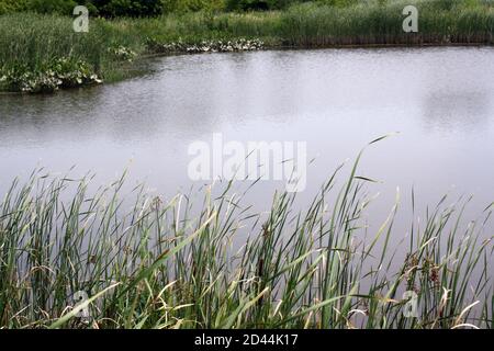 Paesaggio acquatico della palude d'acqua dolce al Russell W. Peterson Wildlife Refuge a Wilmington, Delaware Foto Stock