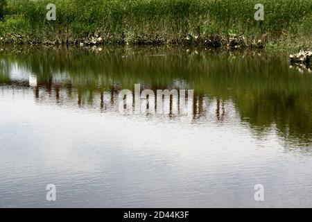 Vista di una tranquilla palude d'acqua dolce al Russell W. Peterson Urban Wildlife Refuge di Wilmington, Delaware Foto Stock