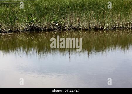 Il litorale di una palude d'acqua dolce al Russell W. Peterson Urban Wildlife Refuge a Wilmington, Delaware Foto Stock