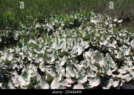 Paesaggio acquatico dello spratterdock in una palude d'acqua dolce al Russell W. Peterson Urban Wildlife Refuge a Wilmington, Delaware Foto Stock